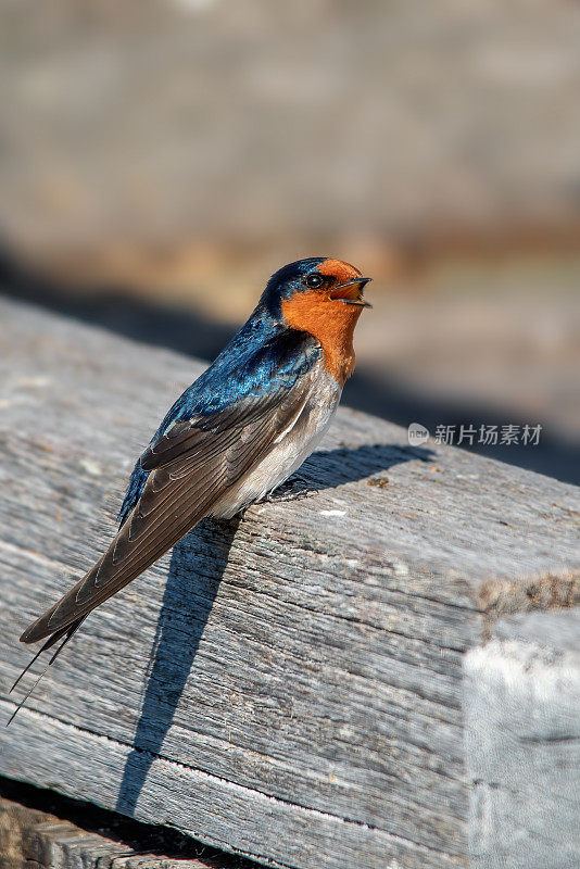 欢迎吞咽(Hirundo neoxena)